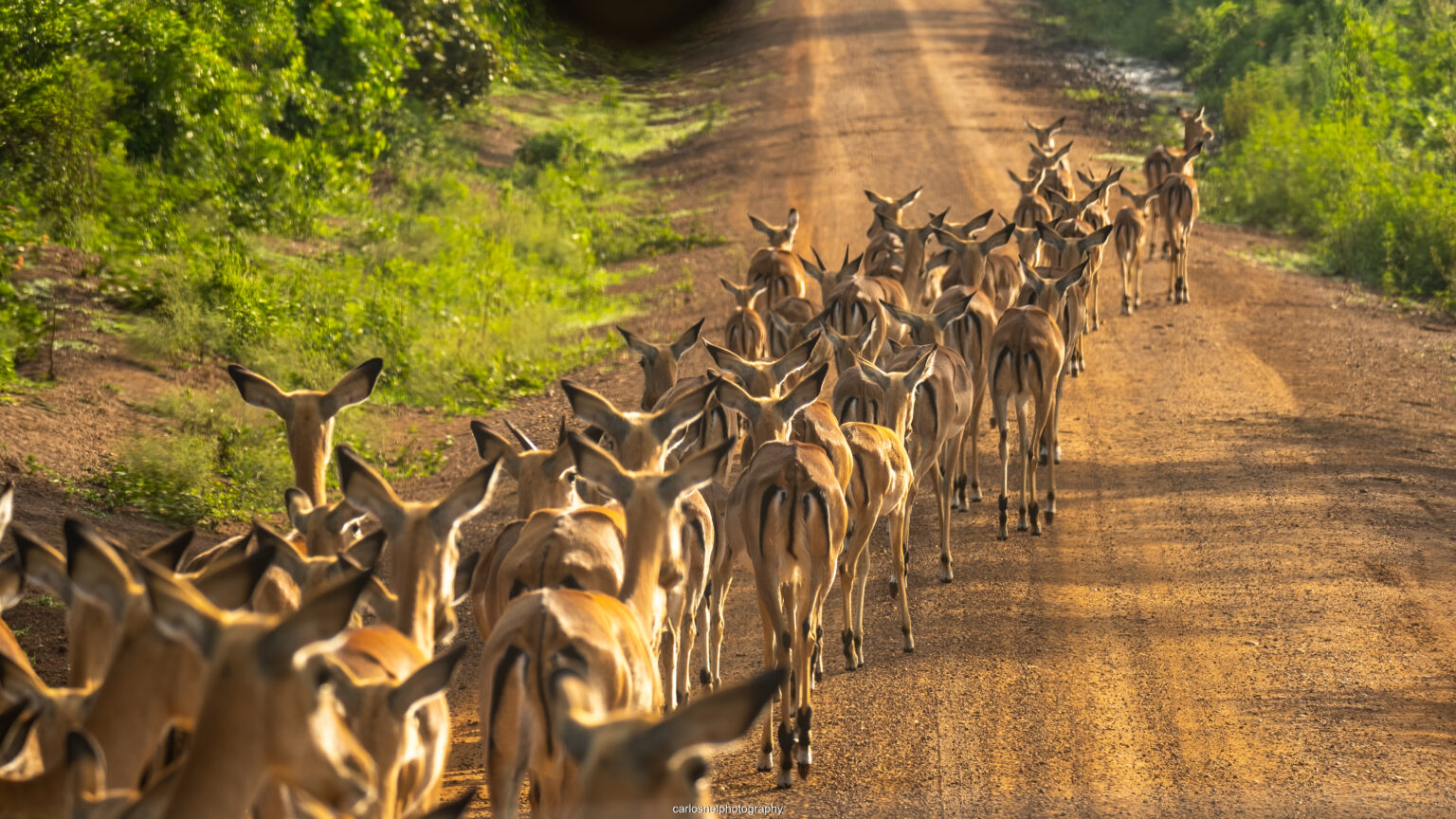 salomon travels uganda 5530