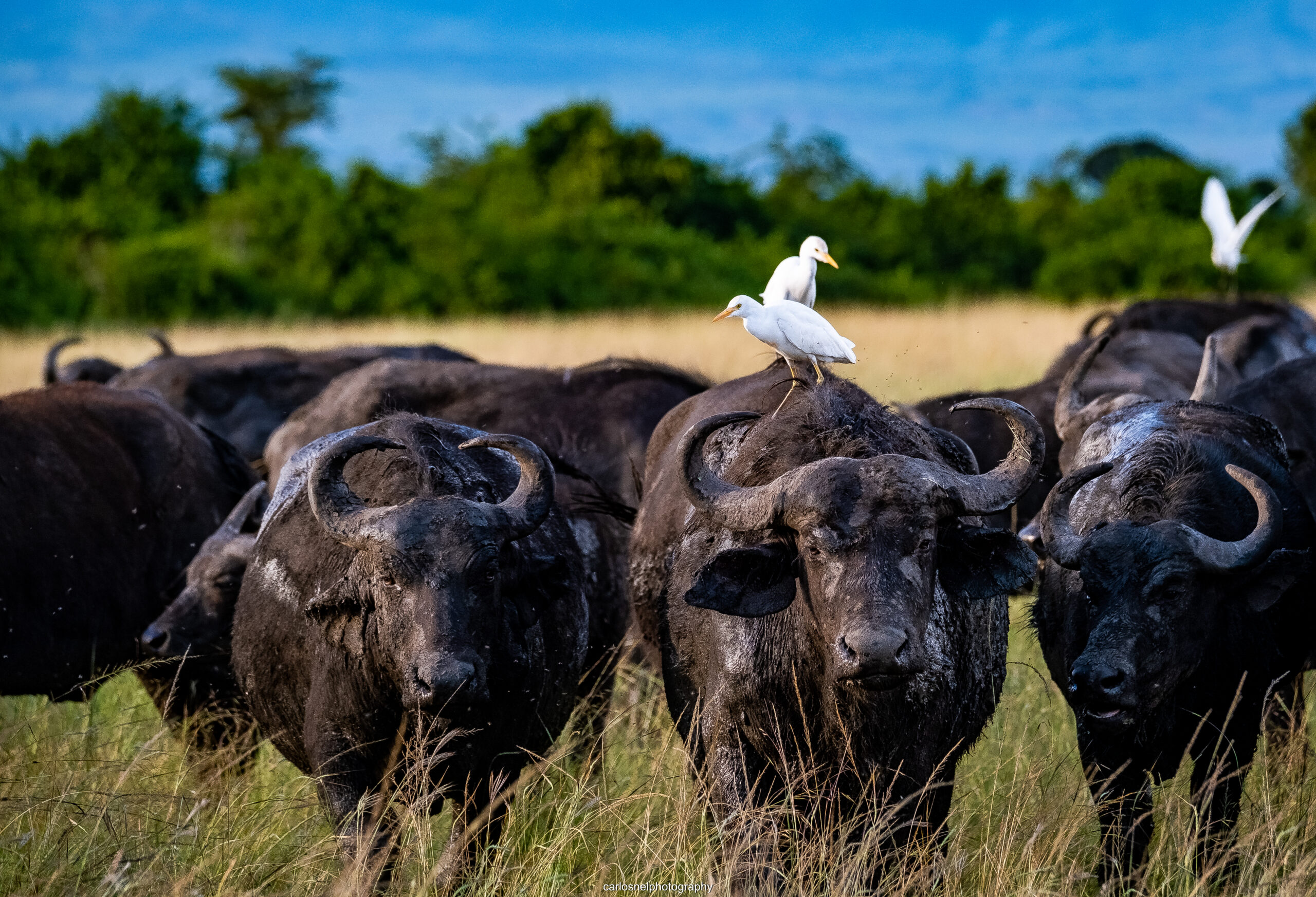 salomon travels uganda 6290